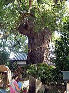 樹齢800年の大楠