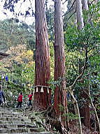 境内最大の樹木、観音杉