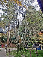 本堂横に聳える「千年菩提樹」