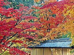 西明寺蓬莱庭の塀の外側の紅葉